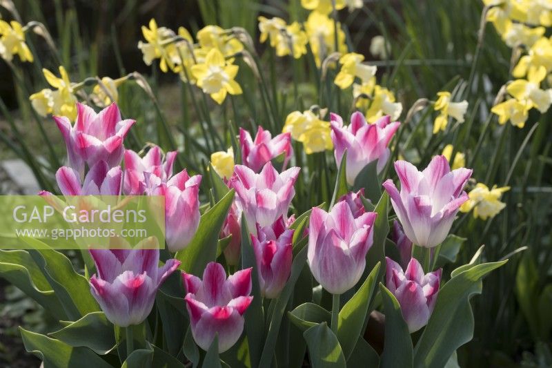 Tulipa 'Whispering dream' with Narcissus 'Pipit'