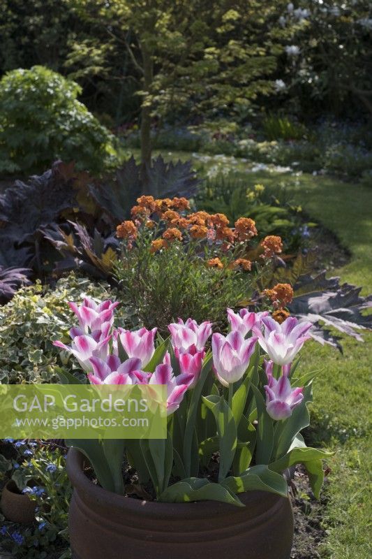 Tulipa 'Whispering dream' in container with Erysium 'Apricot Delight', Rheum palmatum 'Atrosanguineum'