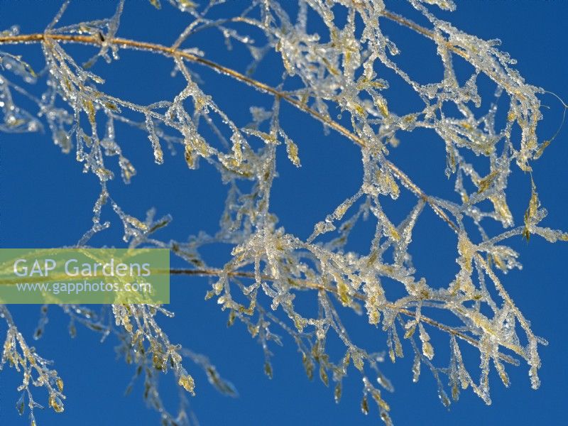 Common Bent - Agrostis capillaris in frost mid winter