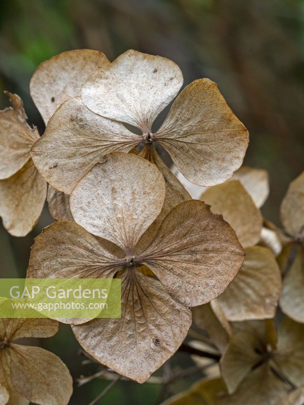  Hydrangea