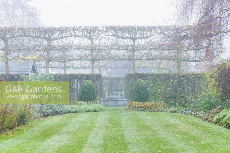View of formal walled town garden with mist. Box topiary, line of pleached field maples and hawthorn hedge forming internal boundary. Mown lawn. December