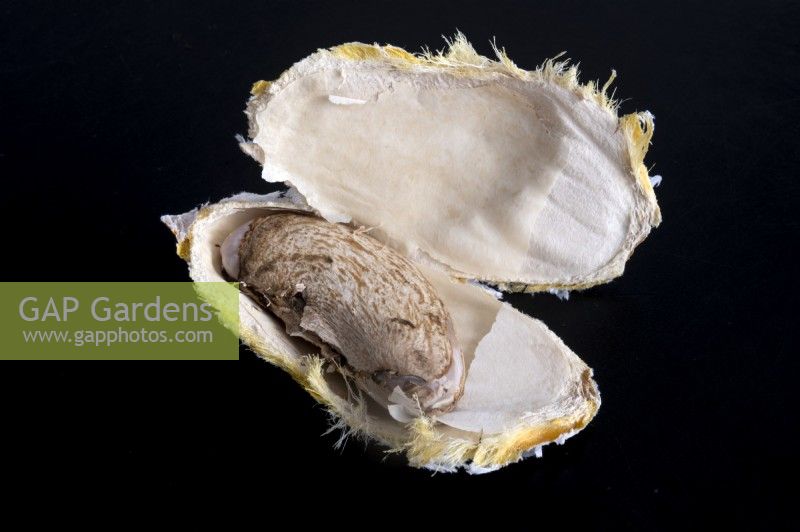 Mango seed in its dried out husk on a black background. 