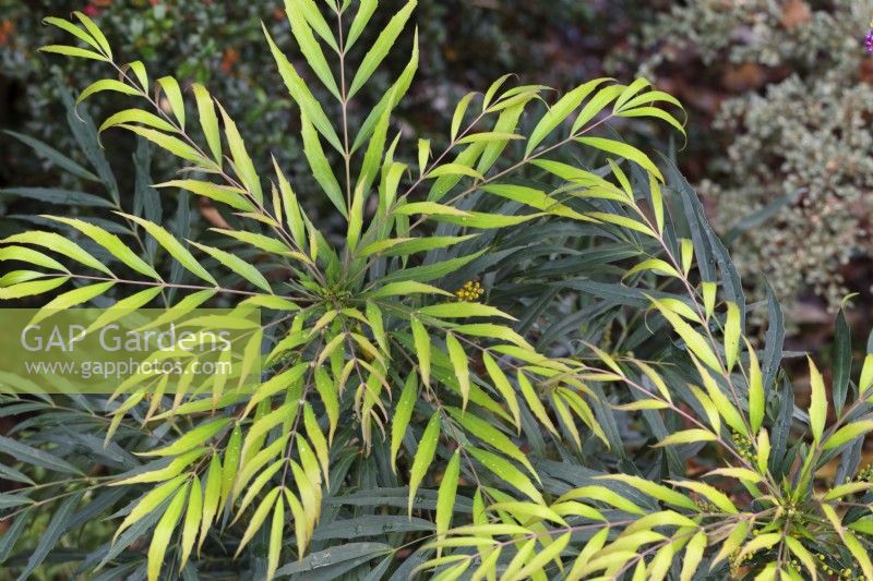 Mahonia eurybracteata 'Sweet Winter'