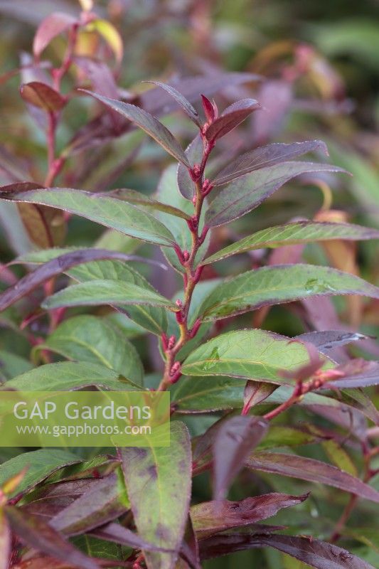 Leucothoe keiskei 'Burning Love'