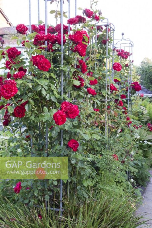 Rosa 'Dublin Bay' on metal obelisk tower providing support 