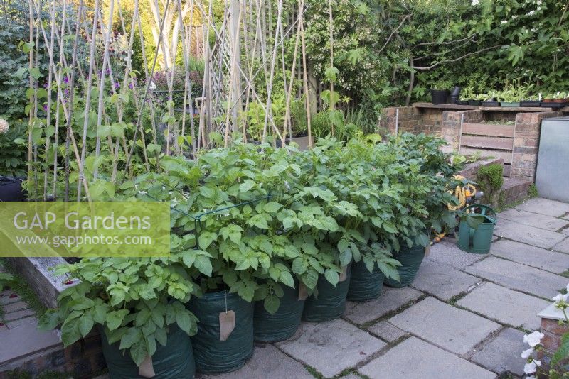 Potatoes- International Kidney, Swift, Casablanca, Rocket, Charlotte and Pink Fir Apple growing in bags in a kitchen garden