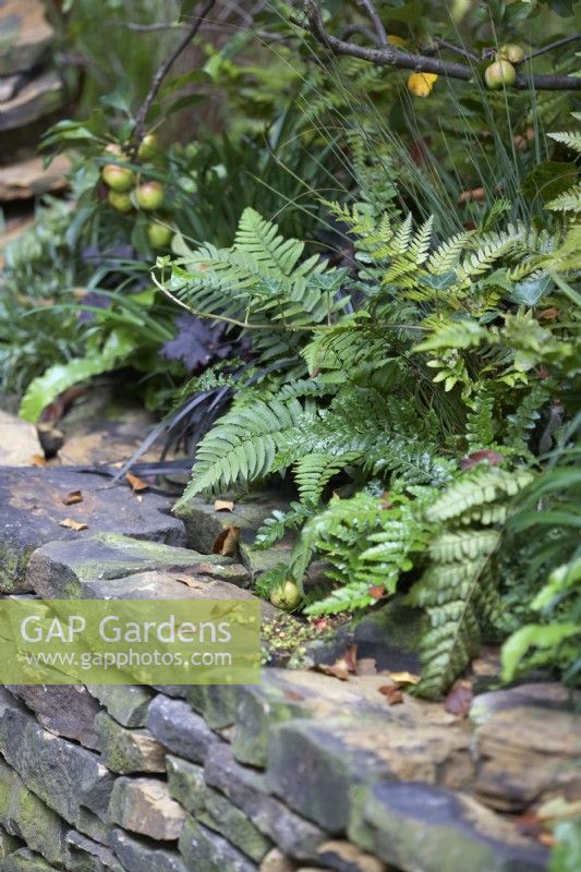 Ferns and Malus 'Wintergold' behind dry-stone slate wall.