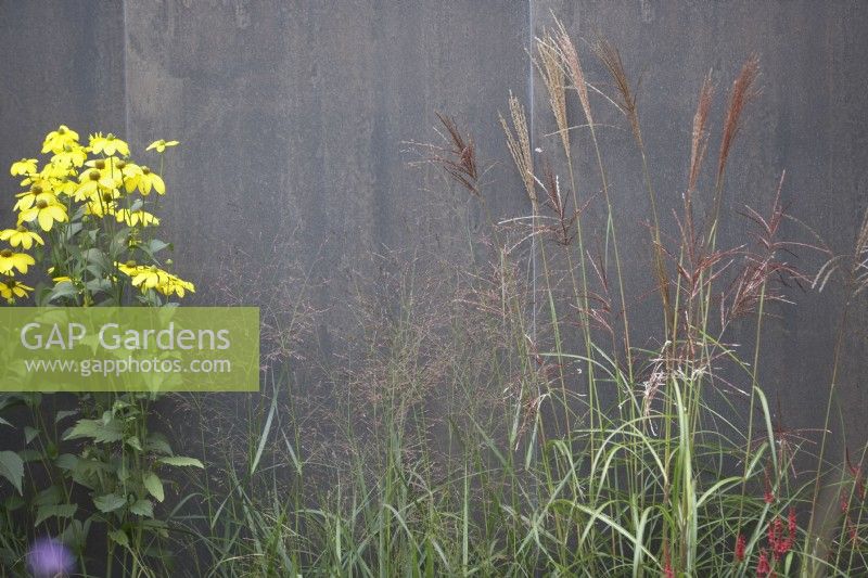 Helianthus salicifolius, Miscanthus Sinensis 'Morning Light' and Panicum Squaw against modern grey stone wall.