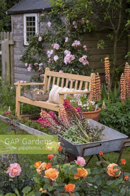 Wheelbarrow filled with deadheaded Lupin flowers in summer