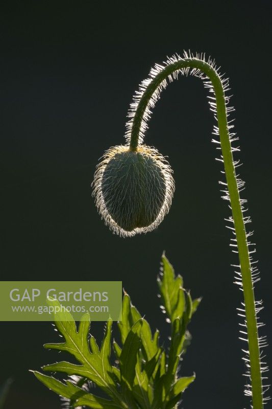 Papaver commutatum 'Ladybird' - Poppy 'Ladybird' buds