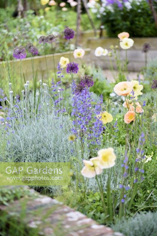 Border with Papaver nudicaule 'Garden Gnome' and alliums popping up amongst Santolina chamaecyparissus in June
