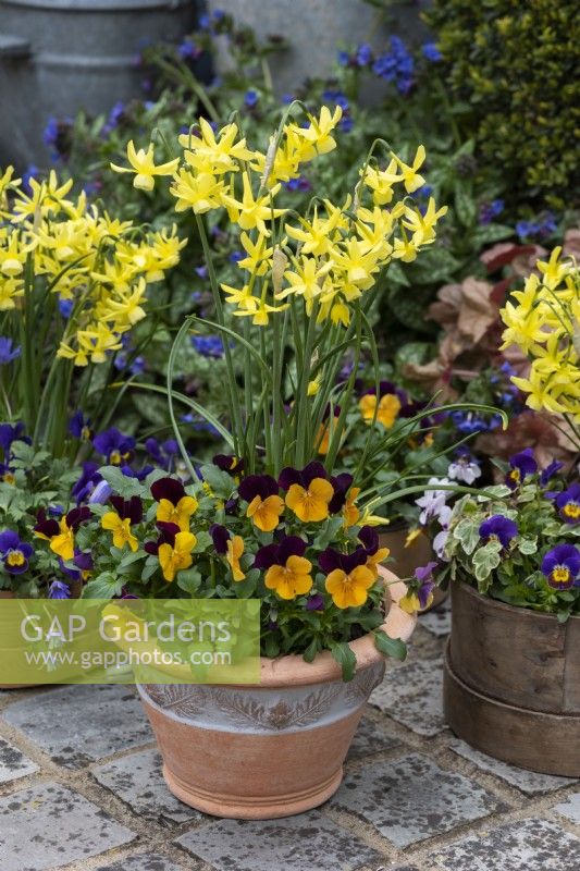 Terracotta pot  planted with annual viola 'Orange Duet' and Narcissus 'Hawera'