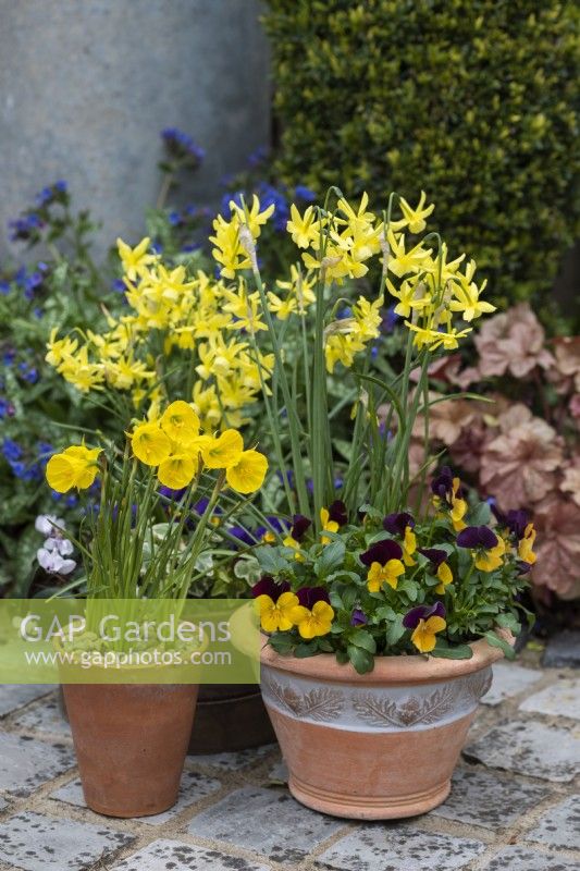 In terracotta pots, miniature daffodils Narcissus 'Hawera' above Viola 'Orange Duet', and Narcissus bulbocodium 'Oxford Gold'