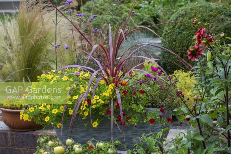 Trough planted with a Phormium tenax 'Sundowner', New Zealand flax, amidst red and yellow Calibrachoa Million Bells Series.