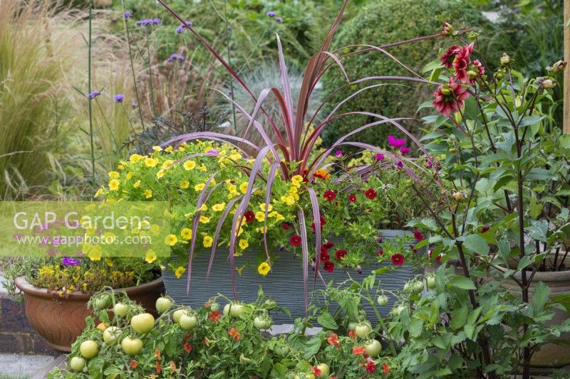 Trough planted with a Phormium tenax 'Sundowner', New Zealand flax, amidst red and yellow Calibrachoa Million Bells Series.