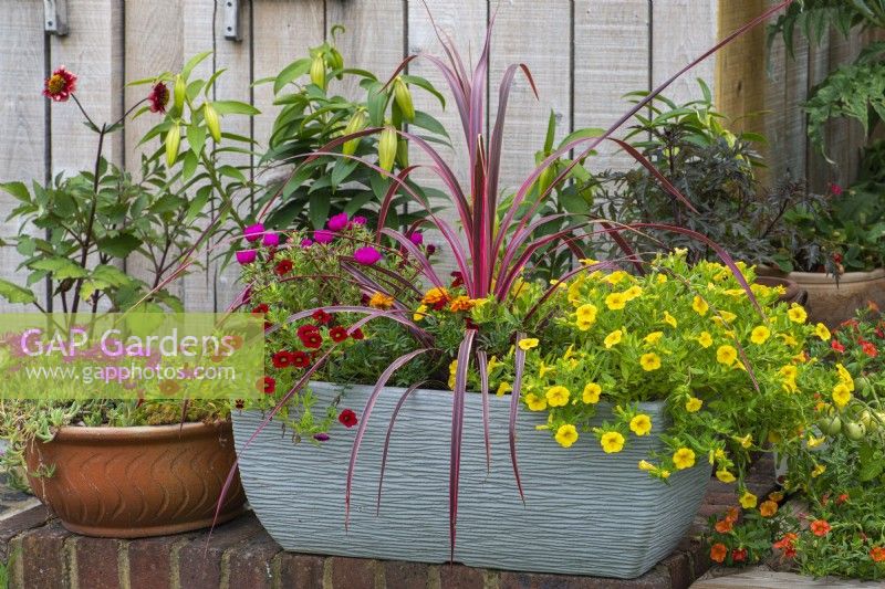 Trough planted with a Phormium tenax 'Sundowner', New Zealand flax, amidst red and yellow Calibrachoa Million Bells Series and red Portulaca grandiflora.