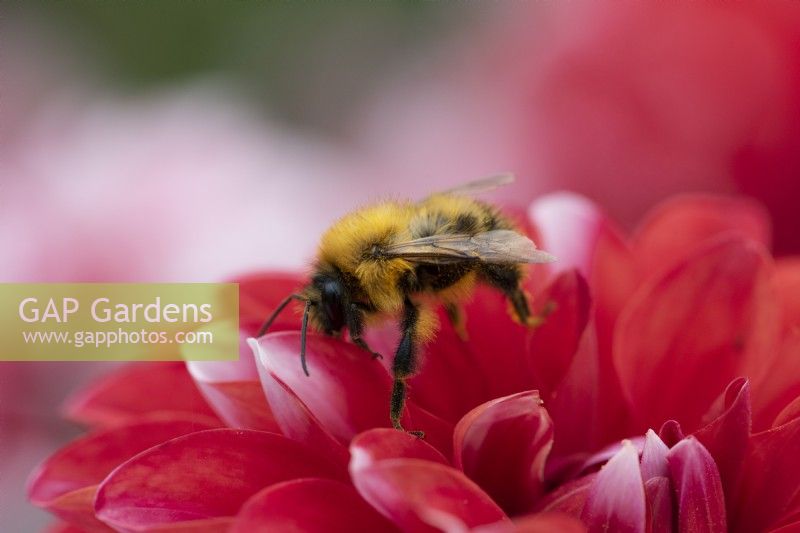 A carder bee on a rudbeckia flower.
