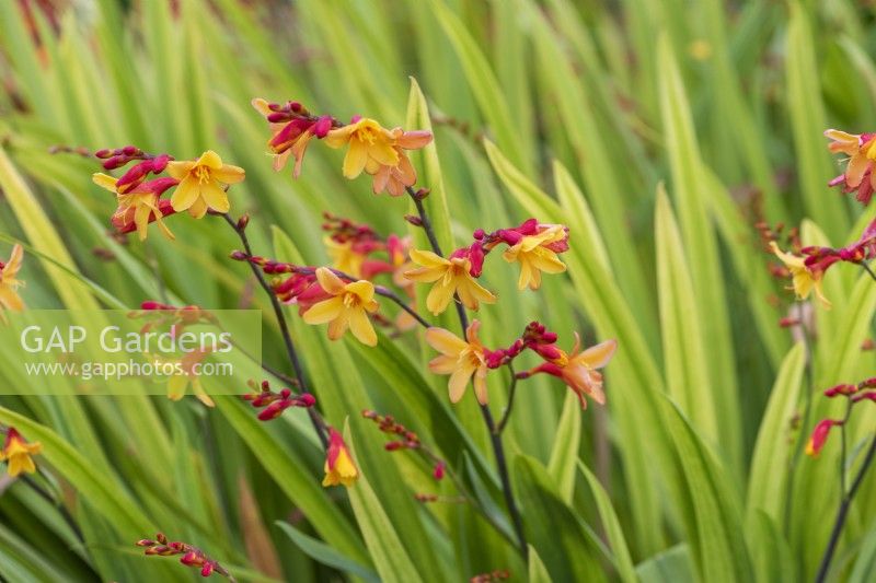 Crocosmia x crocosmiiflora 'Harlequin', a two-tone perennial that flowers from July.