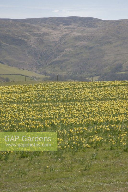 View across fields of cultivated Narcissus syn. daffodil in the Cambrian mountains at Pwllpeiran, an unique, upland, research farm.