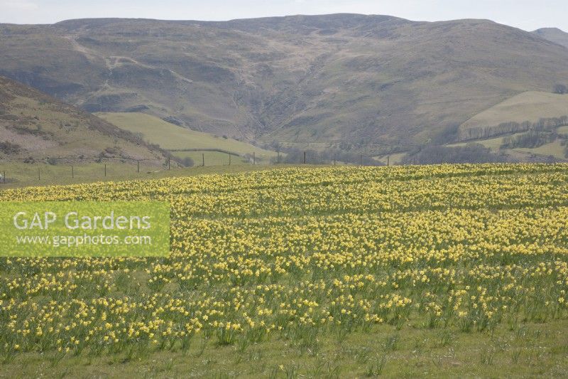 View across fields of cultivated Narcissus syn. daffodil in the Cambrian mountains at Pwllpeiran, an unique, upland, research farm.