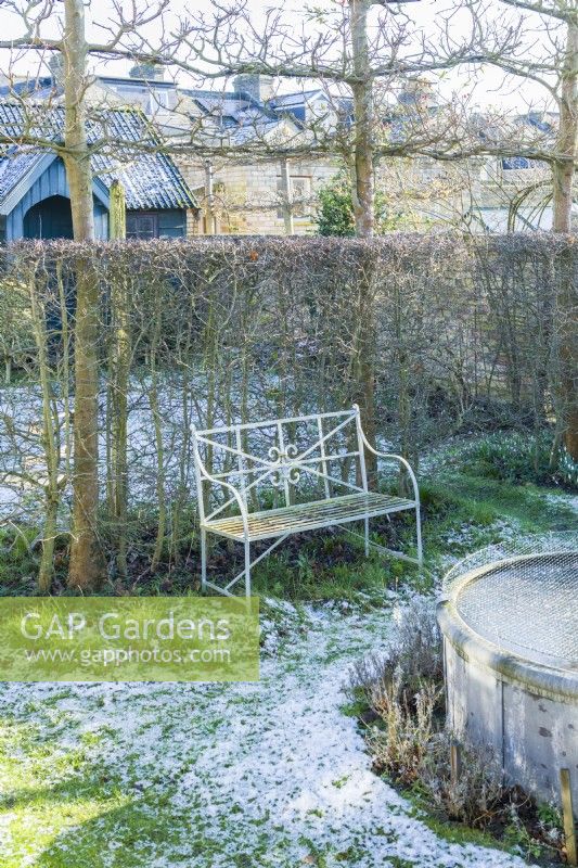 View of walled town garden in winter with box topiary and pleached field maples. Wrought iron garden bench, raised circular pond covered with wire mesh to protect fish from Herons. January
