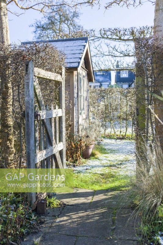 View through opening in internal hedge with rustic oak gate towards small summerhouse in winter. January