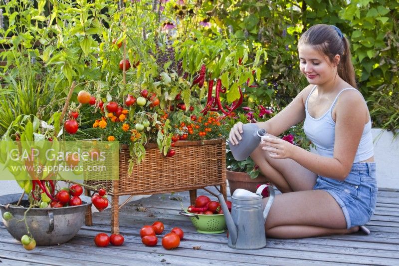 Adding liquid feed to a watering can for feeding container grown tomatoes, French marigolds and peppers.