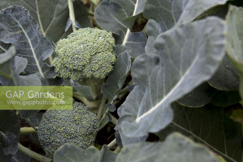 Broccoli 'Matsuri'
