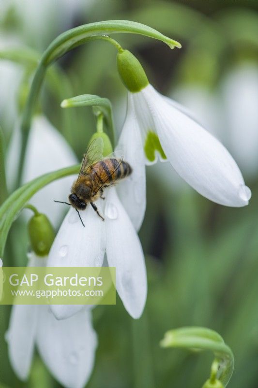 Galanthus 'James Backhouse' attracting an early honeybee. Snowdrops are a good source of pollen and nectar early in the year. January