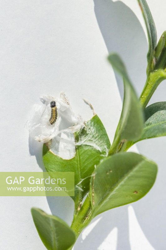 Box Tree Moth -Cydalima perspectalis. Closeup of tiny (5mm) caterpillar that has overwintered in silk webbing on partially eaten box tree leaf - Buxus sempervirens. February