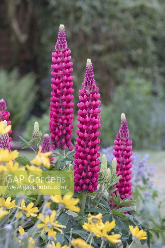 Lupinus 'The Pages'