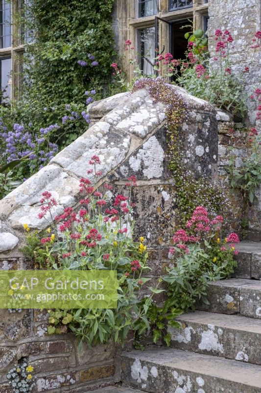 Centranthus ruber growing out of wall and steps in cottage garden