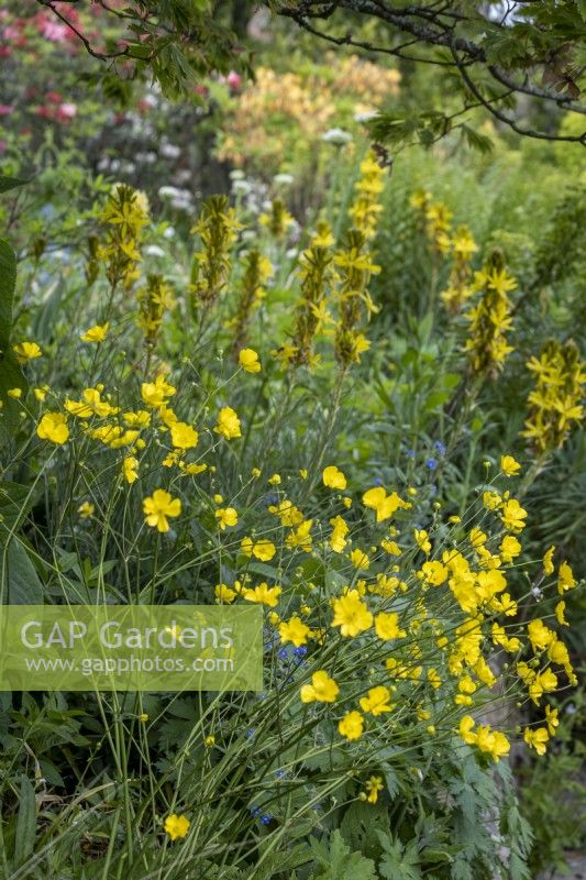 Buttercup, Ranunculus acris, backed with Asphodeline lutea in yellow themed cottage garden border