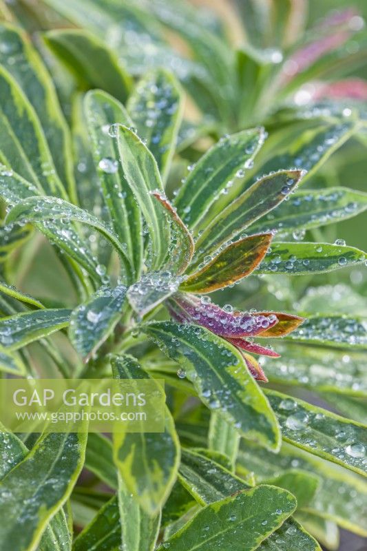 Euphorbia x martinii 'Ascot Rainbow' variegated leaves in winter - Febuary