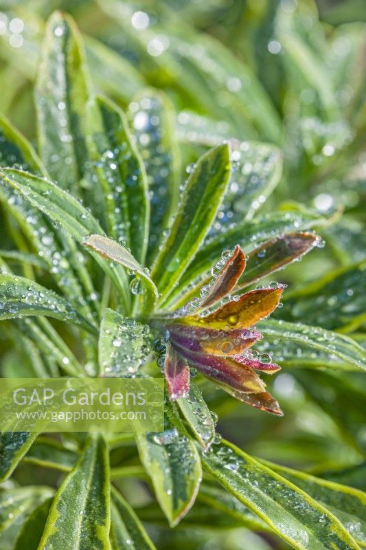 Euphorbia x martinii 'Ascot Rainbow' variegated leaves in winter - Febuary