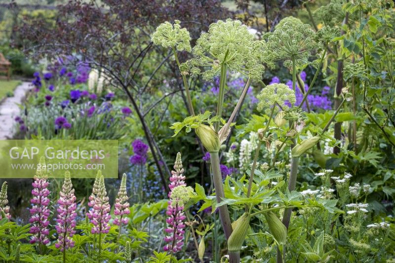 Angelica archangelica, Angelica with Lupinus 'The Chatelaine'