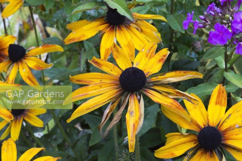 Rudbeckia hirta - Coneflowers in wilted condition for lack of rainfall in summer - August