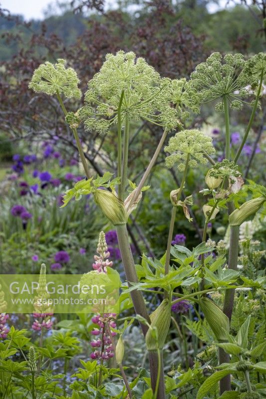 Angelica archangelica, Angelica with Lupinus 'The Chatelaine'