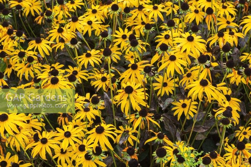 Rudbeckia fulgida 'Goldsturm'  - Coneflowers starting to wilt for lack of rainfall in late summer - September