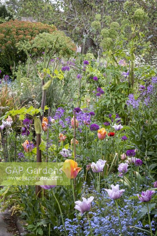 Tulipa 'Dordogne' and 'Blue Aimable' with Forget Me Nots and Angelica archangelica in cottage garden border, early summer