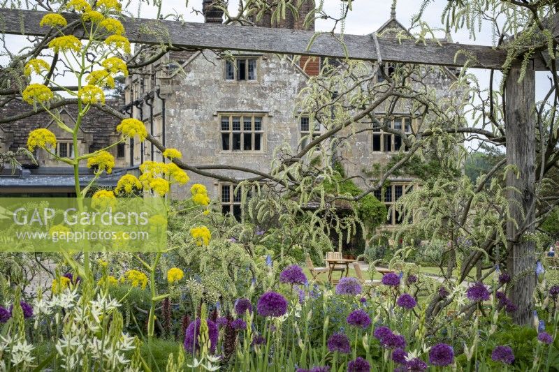 Allium 'Purple Sensation' and Ferula communis, Giant Fennel, beneath Wisteria 'Shiro-Noda' in cottage garden border, early summer