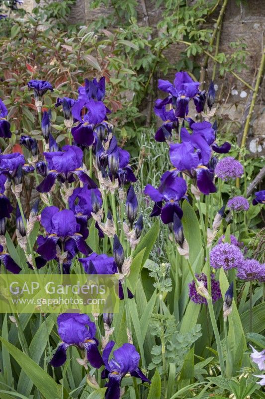 Iris 'Bishop's Robe'  in cottage garden border