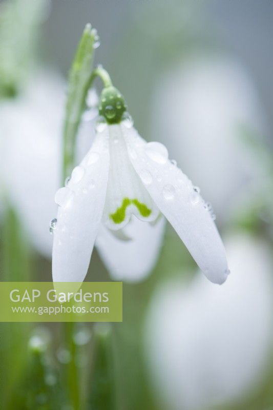 Galanthus nivalis 'Anglesey Abbey'. January