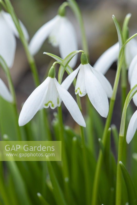 Galanthus nivalis 'Anglesey Abbey'