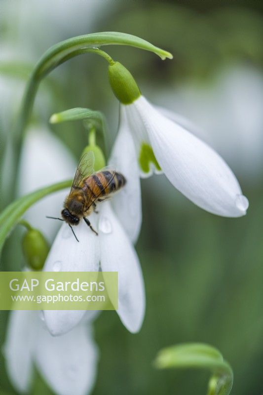 Galanthus 'James Backhouse' attracting an early honeybee. Snowdrops are a good source of pollen and nectar early in the year. January