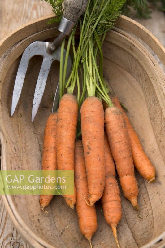 Carrot 'Romance' in wooden trug with handfork
