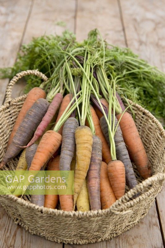 Different varieties of carrots in woven basket