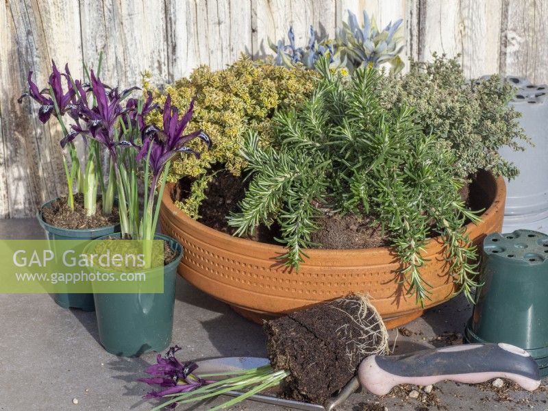 Prepare to plant a terracotta pot with herbs and early Iris reticulata