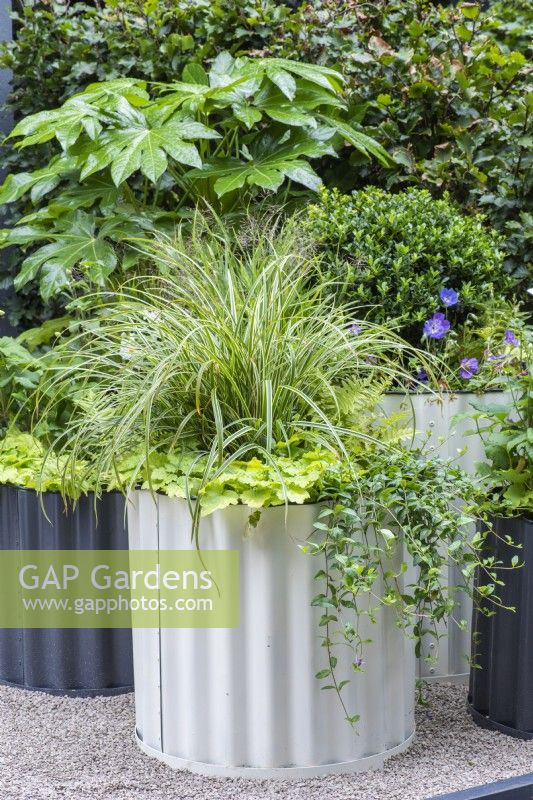 A creamy-coloured corrugated steel container is planted with shade-loving ferns, tiarella, periwinkle and Japanese  sedge.