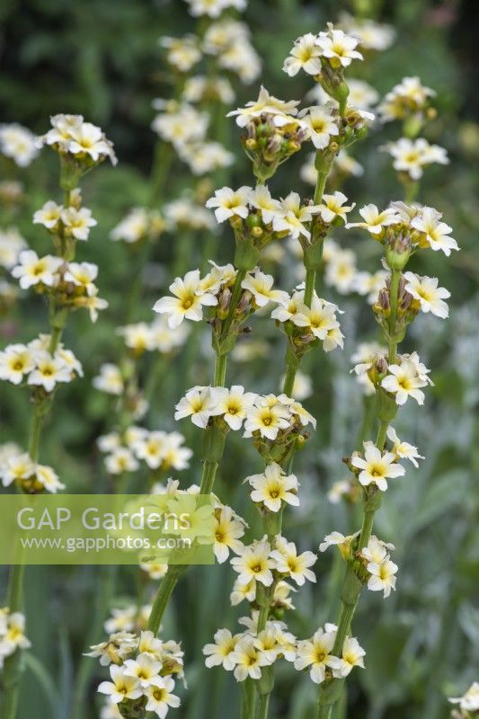 Sisyrinchium striatum, a perennial with spikes of creamy flowers, flowering from June.